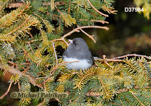 Dark-eyed Junco (Junco hyemalis)